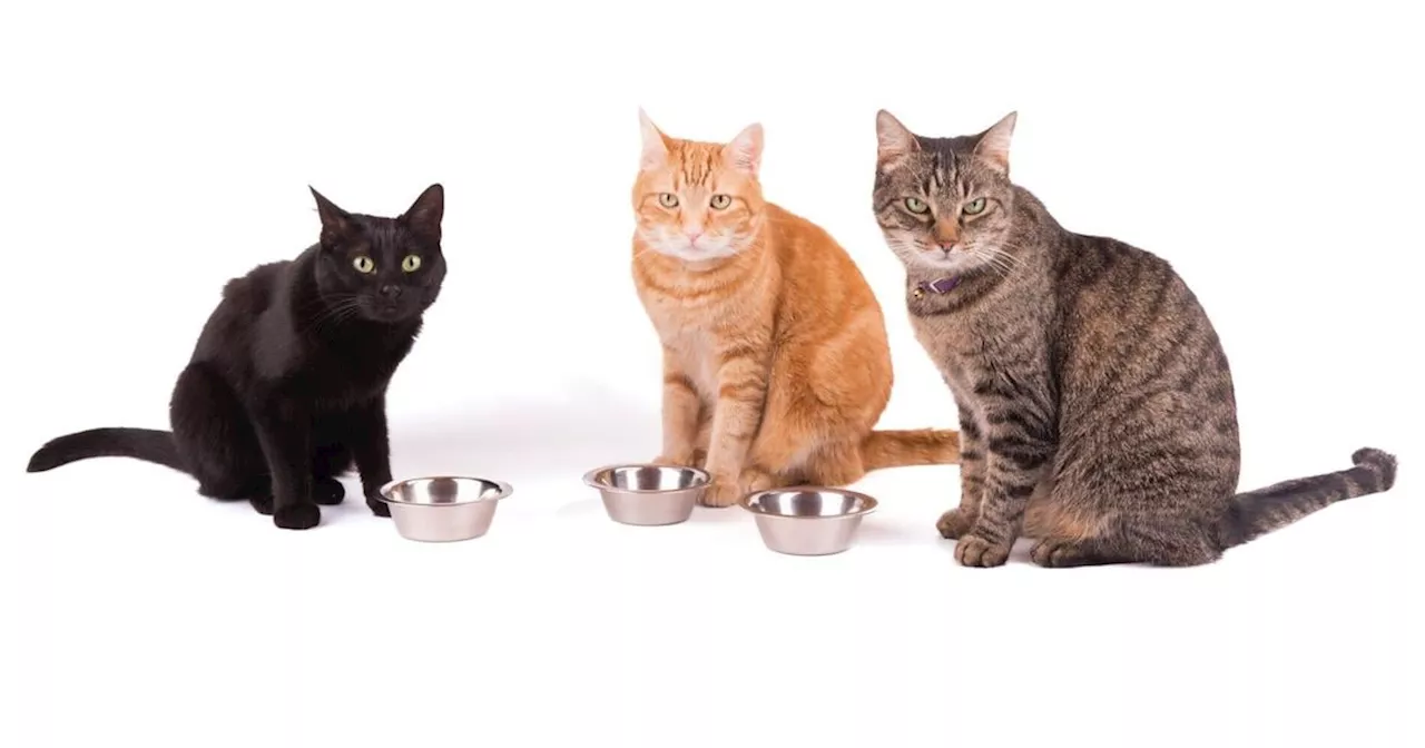 My Pet World: How to keep cats (and other pets) from eating each other’s food