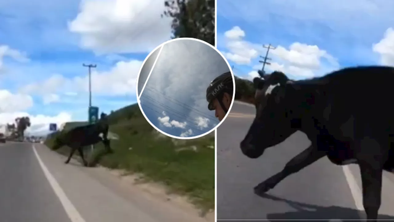 Video: ciclista choca con una vaca en una vía del municipio de Facatativá durante su ruta