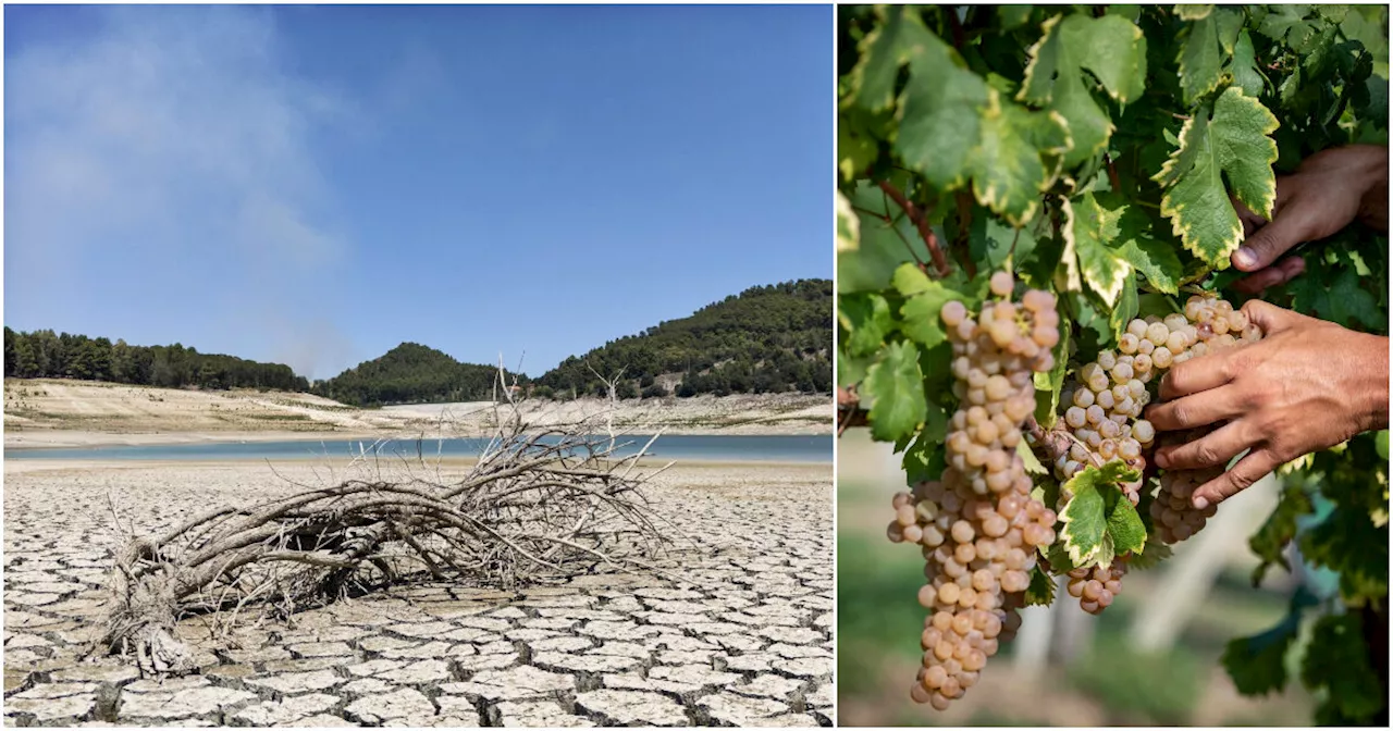 Uva bruciata e piante che non crescono, la viticoltura in Sicilia stravolta dalla siccità: “Costretti…