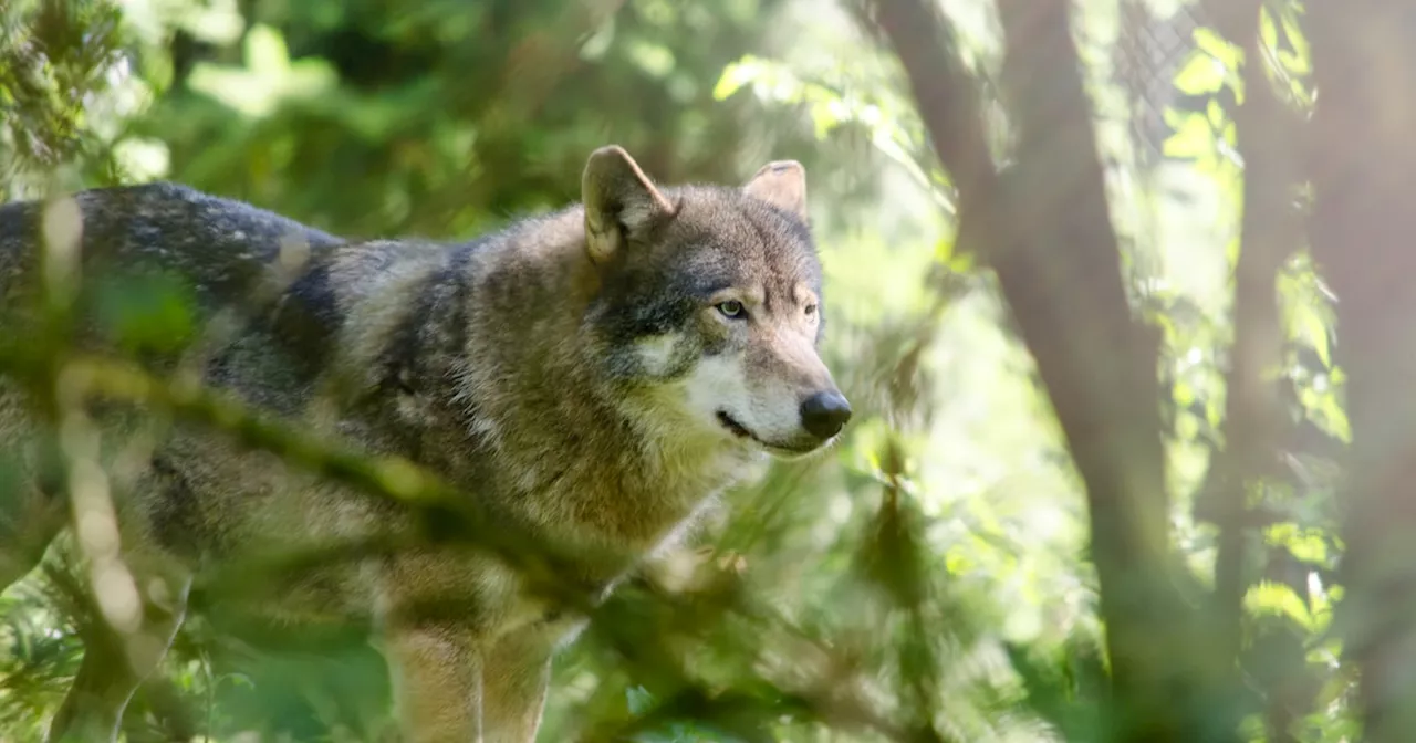 Aggressiver Wolf beißt Kind: Behörden warnen vor Waldgebiet bei Utrecht