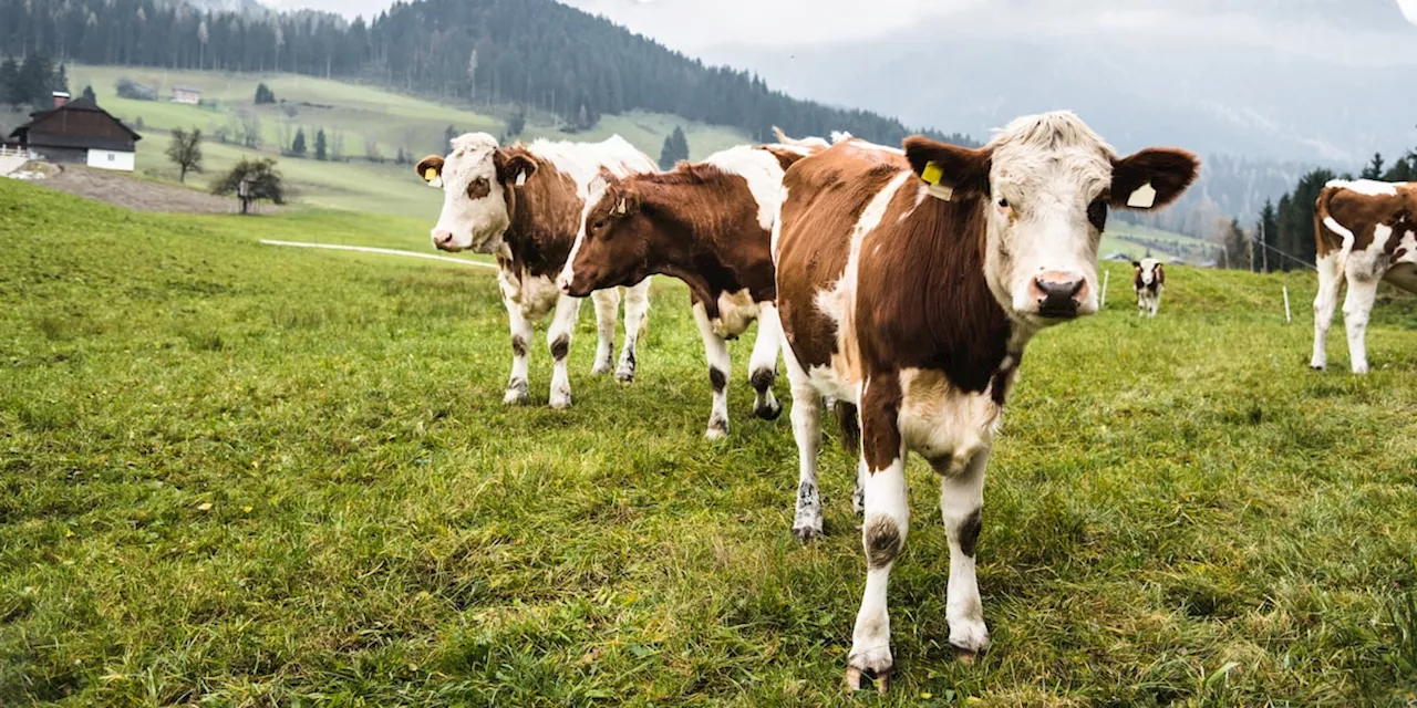 Mit dem „Kuh-Klo“ wird unsere Milch endlich nicht mehr zum Klima-Killer