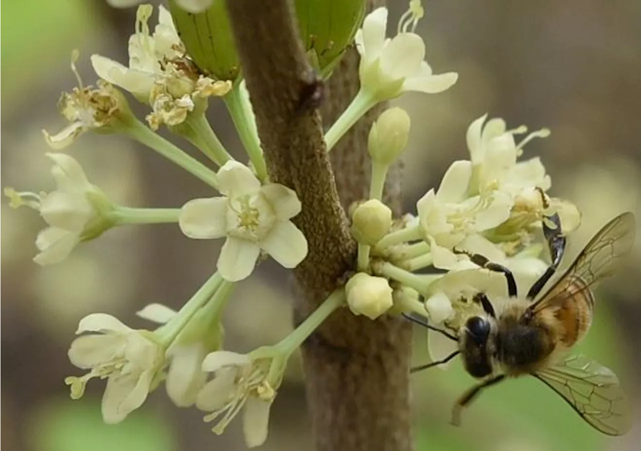 Unlocking The Mysteries Of The Plant That’s Raw Material For Cocaine