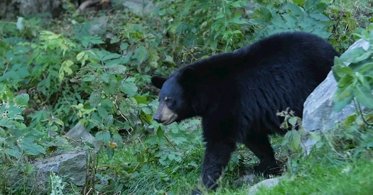 Bear euthanized after attacking runner in Big Cottonwood Canyon