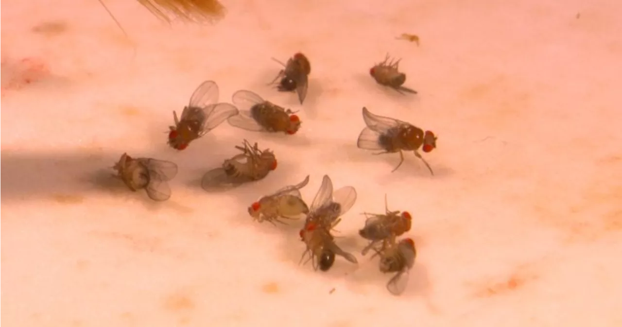 How fruit fly genes are helping B.C. scientists reverse Parkinson’s symptoms