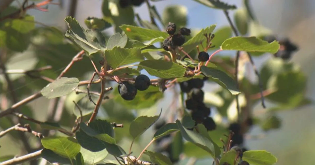 Last year’s drought impacts this year’s berry season in Saskatchewan