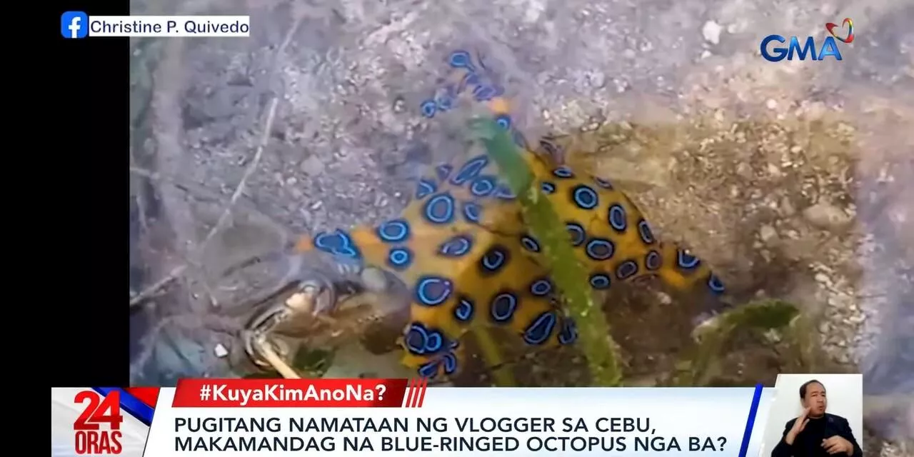 Venomous blue-ringed octopus spotted in Boljoon, Cebu