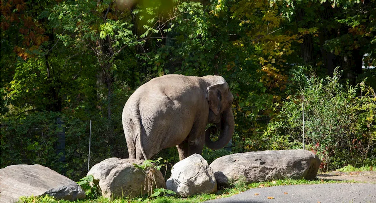 Early Addition: Is Happy, the Bronx Zoo elephant, happy?