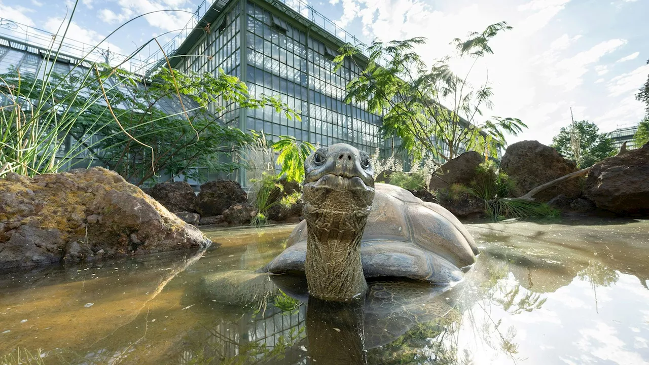  Älteste Schönbrunn-Bewohner werden umgesiedelt