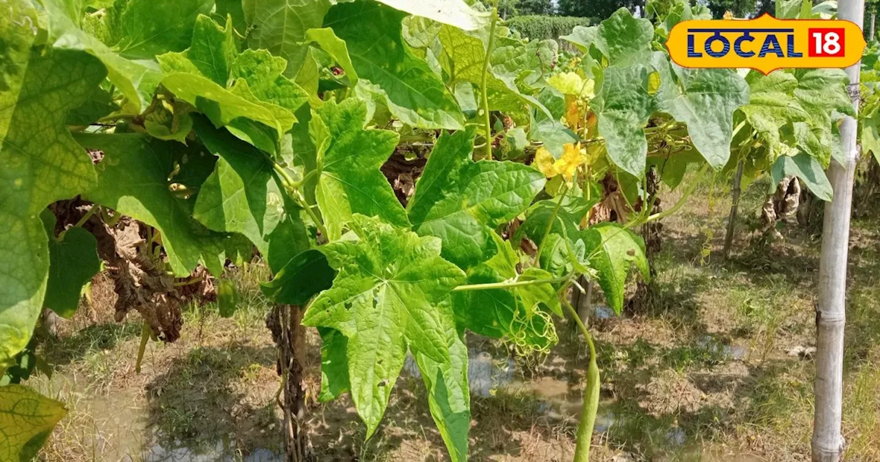 बिहार की यह महिला कर रही सब्जी की खेती, अब बन गई एक सफल किसान...हो रही अच्छी कमाई