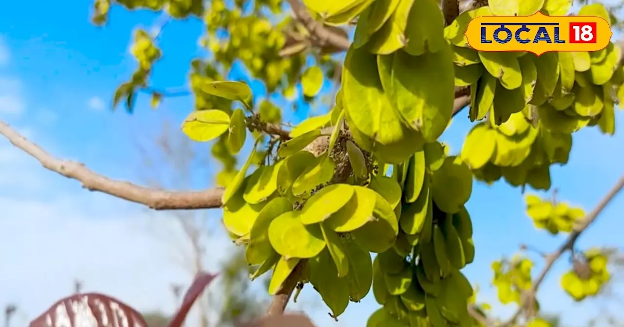 शरीर के लिए वरदान है चिलबिल, पत्ता-छाल और फल कई बीमारियों में रामबाण; जानें कैसे करें इस्तेमाल