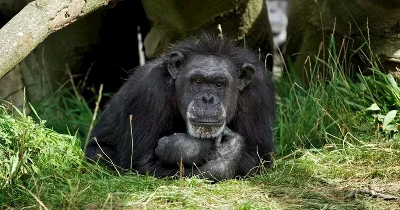 Dublin Zoo explains 'wake' ritual that takes place when animals die