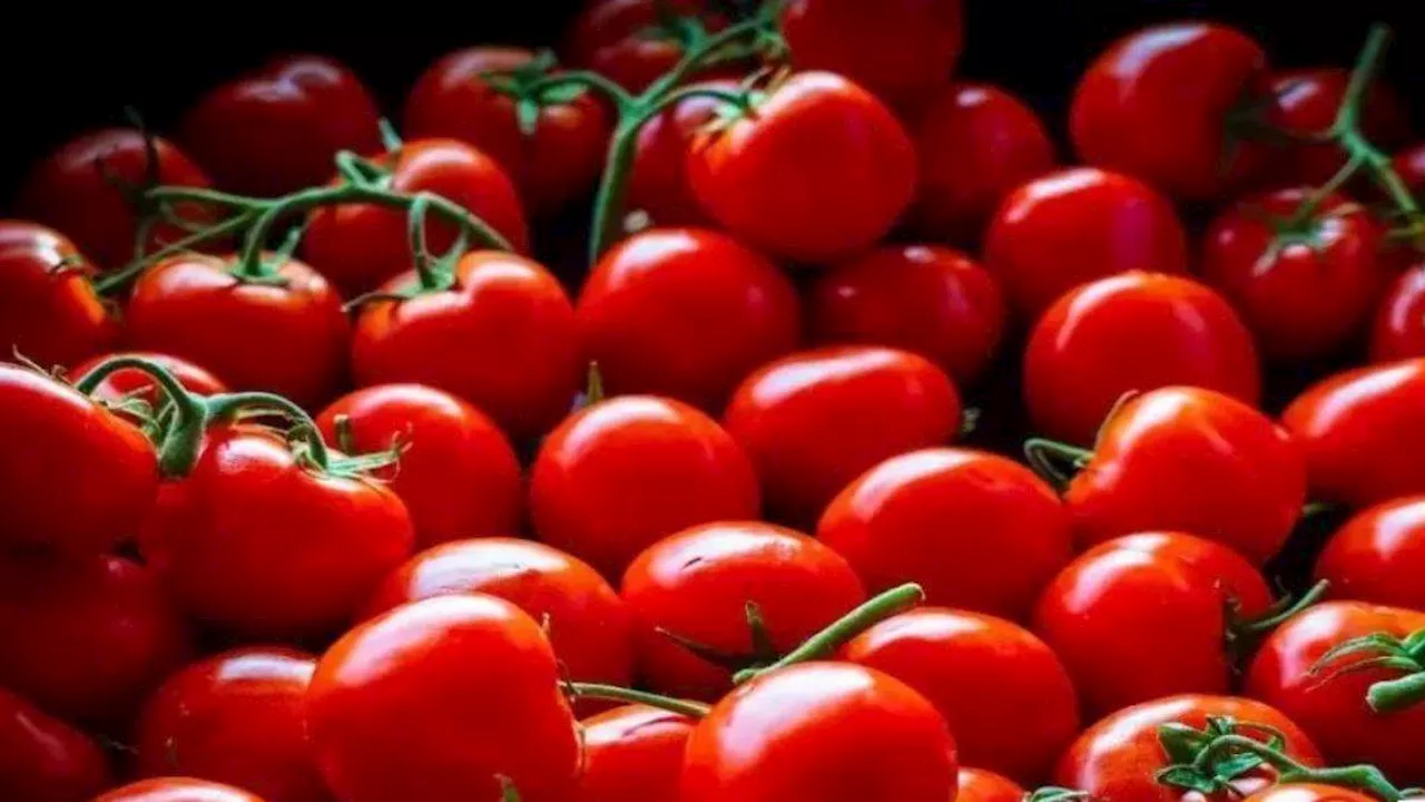 Tomato Price: दिल्ली-एनसीआर और मुंबई के लोगों को राहत, शुक्रवार से 50 रुपये प्रतिकिलो टमाटर बेचेगी सरकार