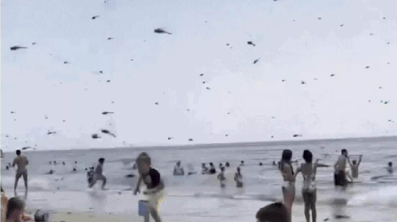 Enxame com milhares de libélulas surpreende banhistas em praia nos Estados Unidos; veja vídeos