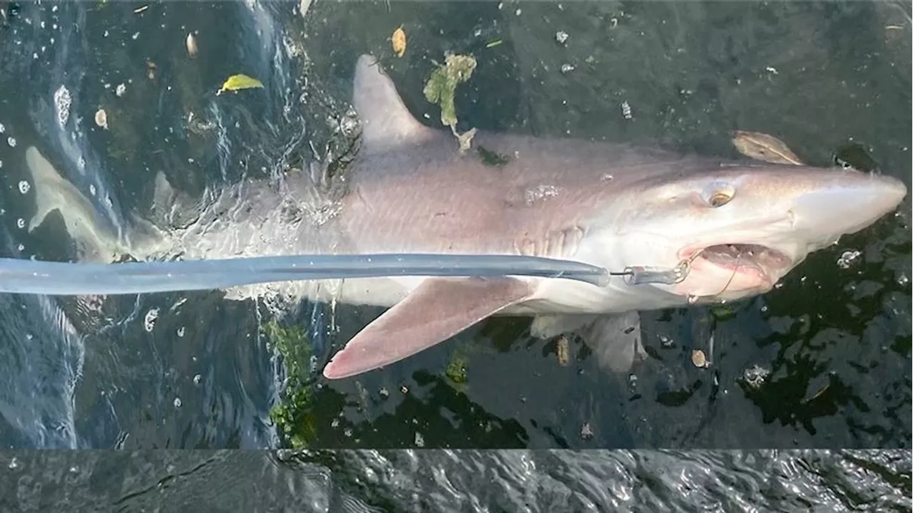 Endangered soupfin, broadnose sevengill sharks discovered in Puget Sound