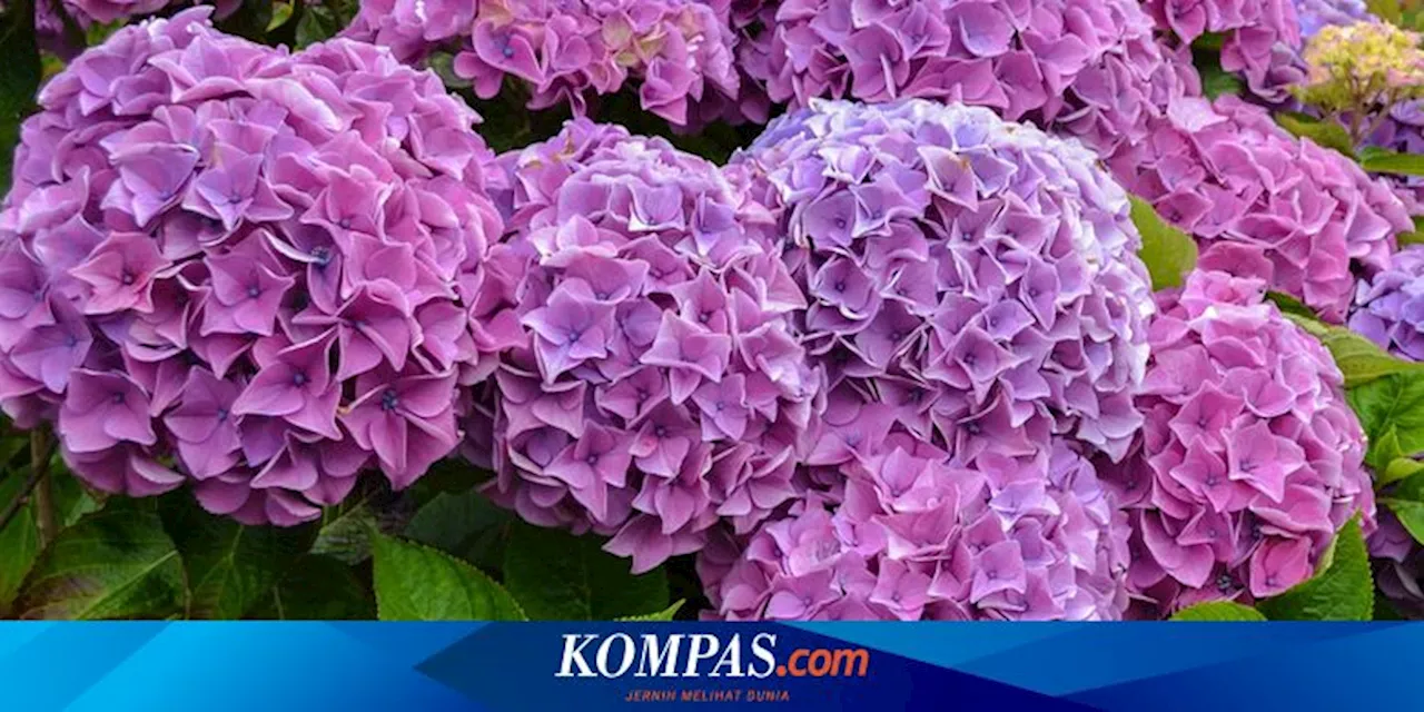 8 Tanaman Pendamping yang Dapat Membuat Bunga Hydrangea Tumbuh Subur