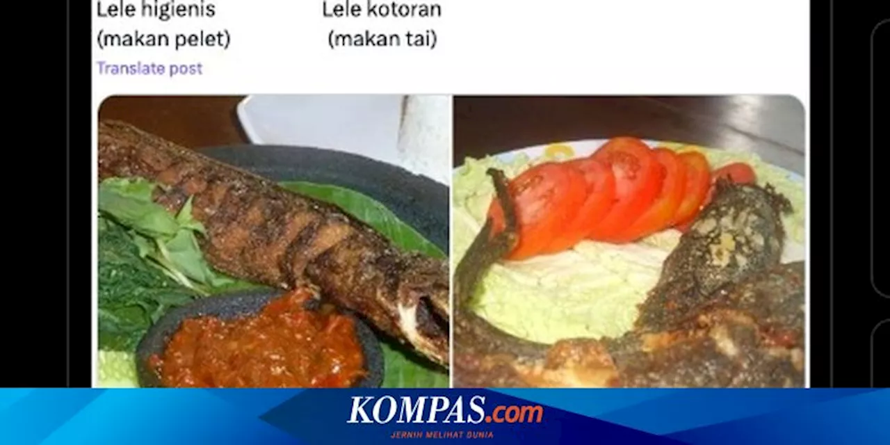 Ramai soal Lele yang Diberi Pakan Kotoran Akan Melengkung Saat Digoreng, Benarkah?