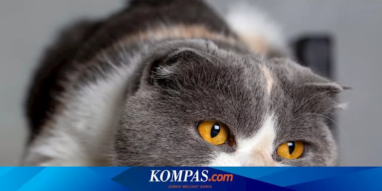 Tanda-tanda Dehidrasi pada Kucing yang Perlu Diketahui