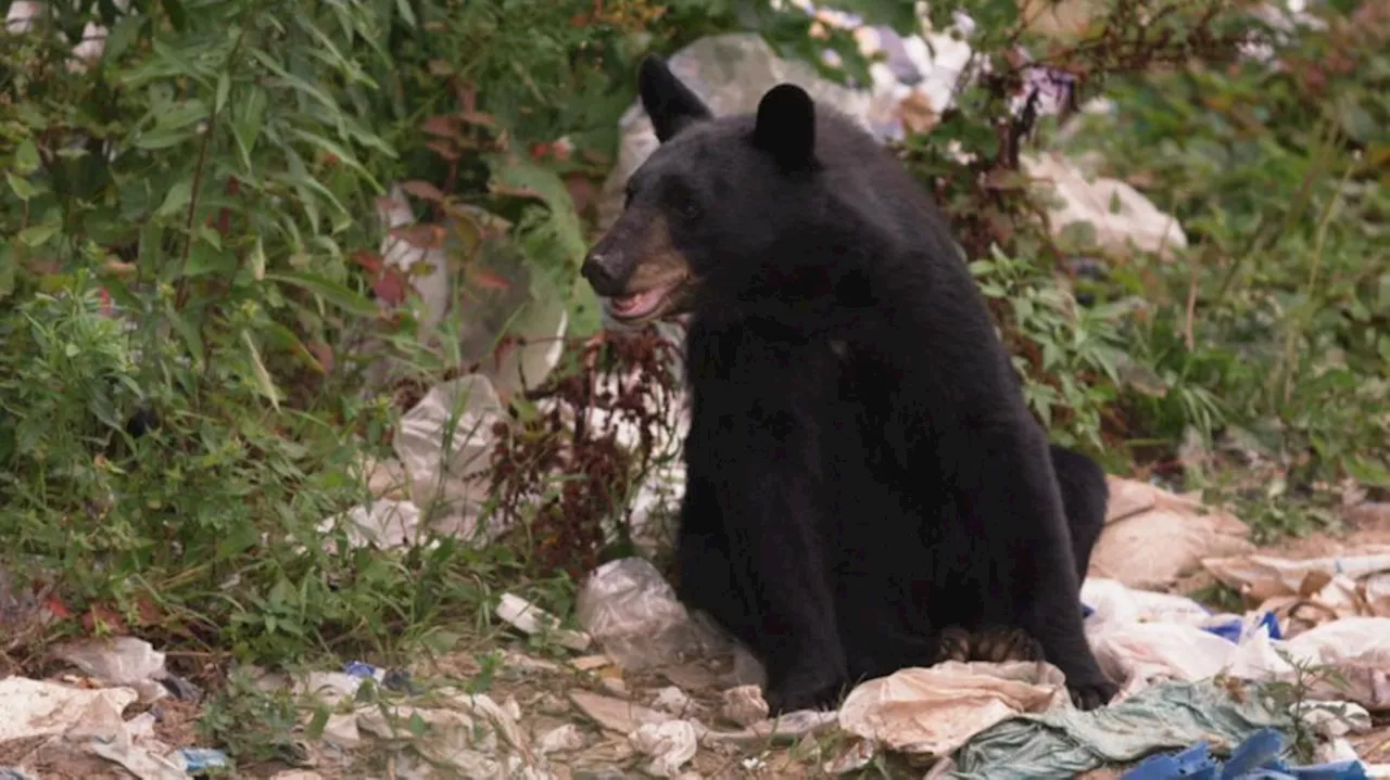 Man bitten by black bear in Big Cottonwood Canyon