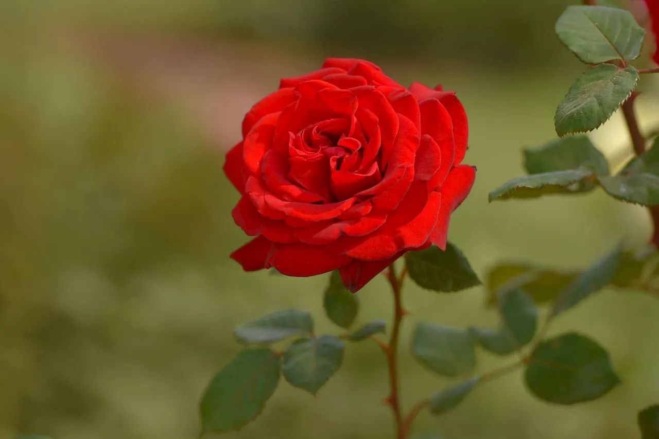 Pourquoi les roses ont-elles des épines ?