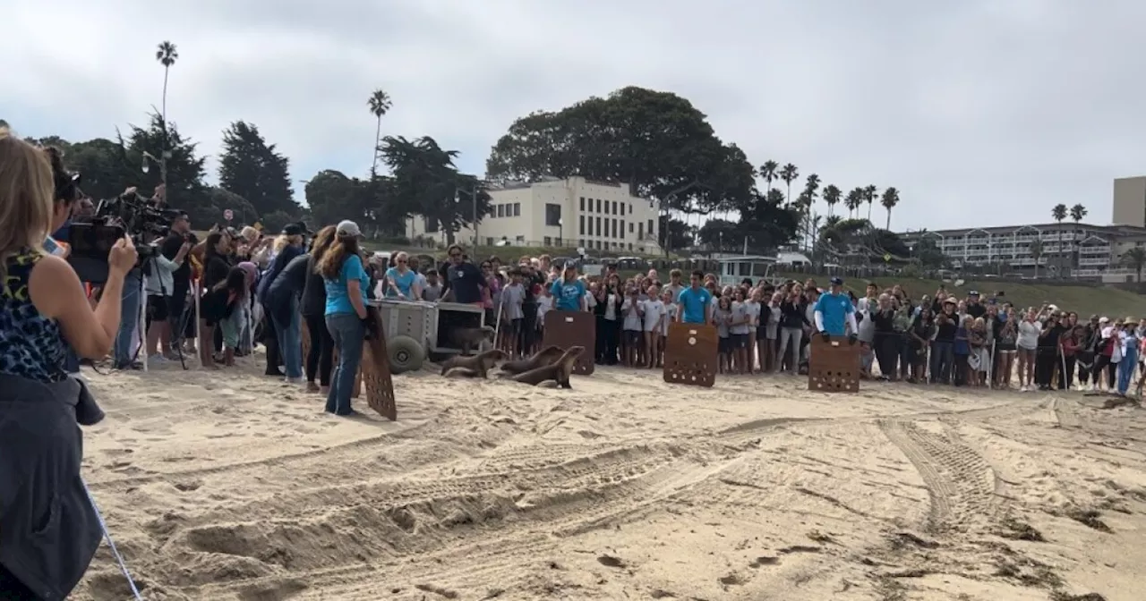 Rehabilitated sea lions were released back into the ocean in Redondo Beach