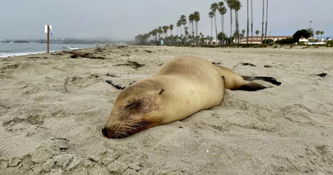 Sick sea lions