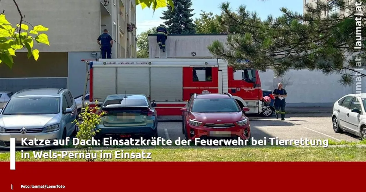 Katze auf Dach: Einsatzkräfte der Feuerwehr bei Tierrettung in Wels-Pernau im Einsatz