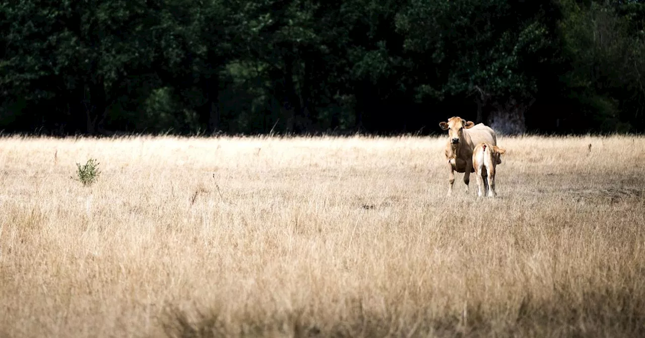 Loire-Atlantique : après les pluies à répétition, les agriculteurs menacés par la sécheresse