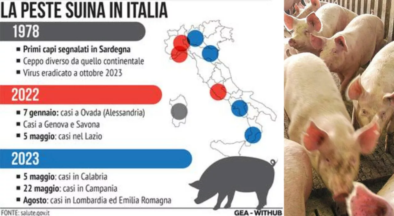 Peste suina, sei focolai confermati: registrato il primo caso in un allevamento di maiali nel Piacentino