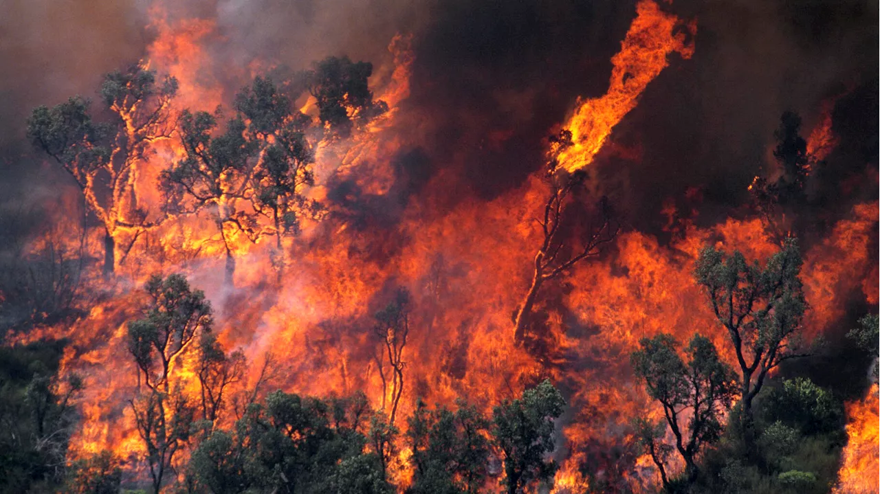 Feux de forêts : avec la canicule dans le Sud-Est, les pompiers sont sur le qui-vive