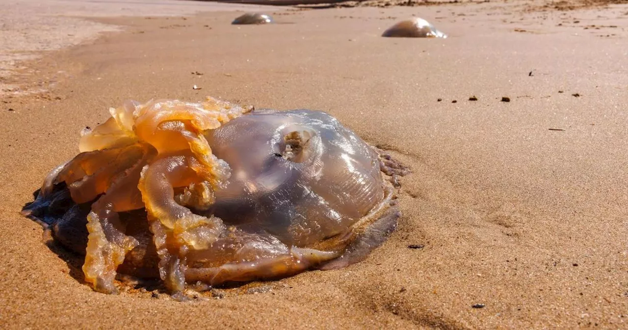 Jellyfish invasion warning for Lancs other sea creature could soon join them