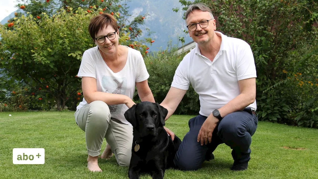 Vom pubertierenden Rüden zum geprüften Führhund: Bald wird Labrador Zarek einer sehbehinderten Person zur Seite stehen