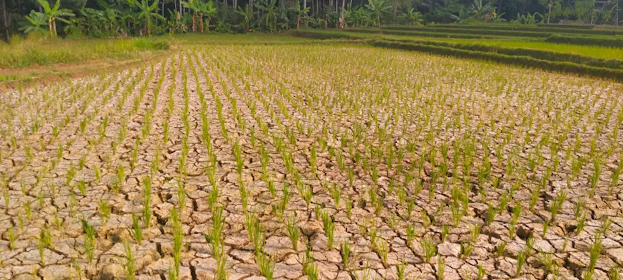 BPBD Kabupaten Tasikmalaya Antisipasi Kekeringan di Lahan Pertanian