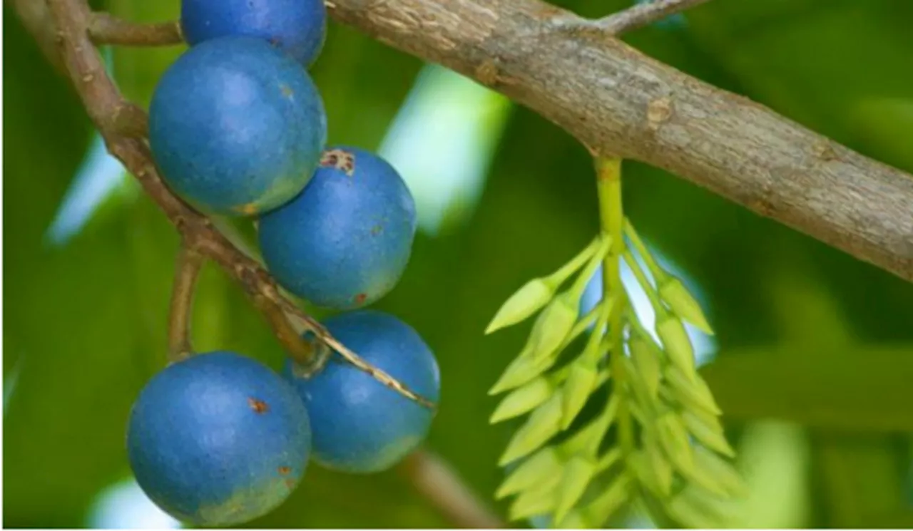 Peneliti UGM Ungkap Gagal Ginjal Anak Bisa Dicegah dengan Ekstrak Buah Jenitri