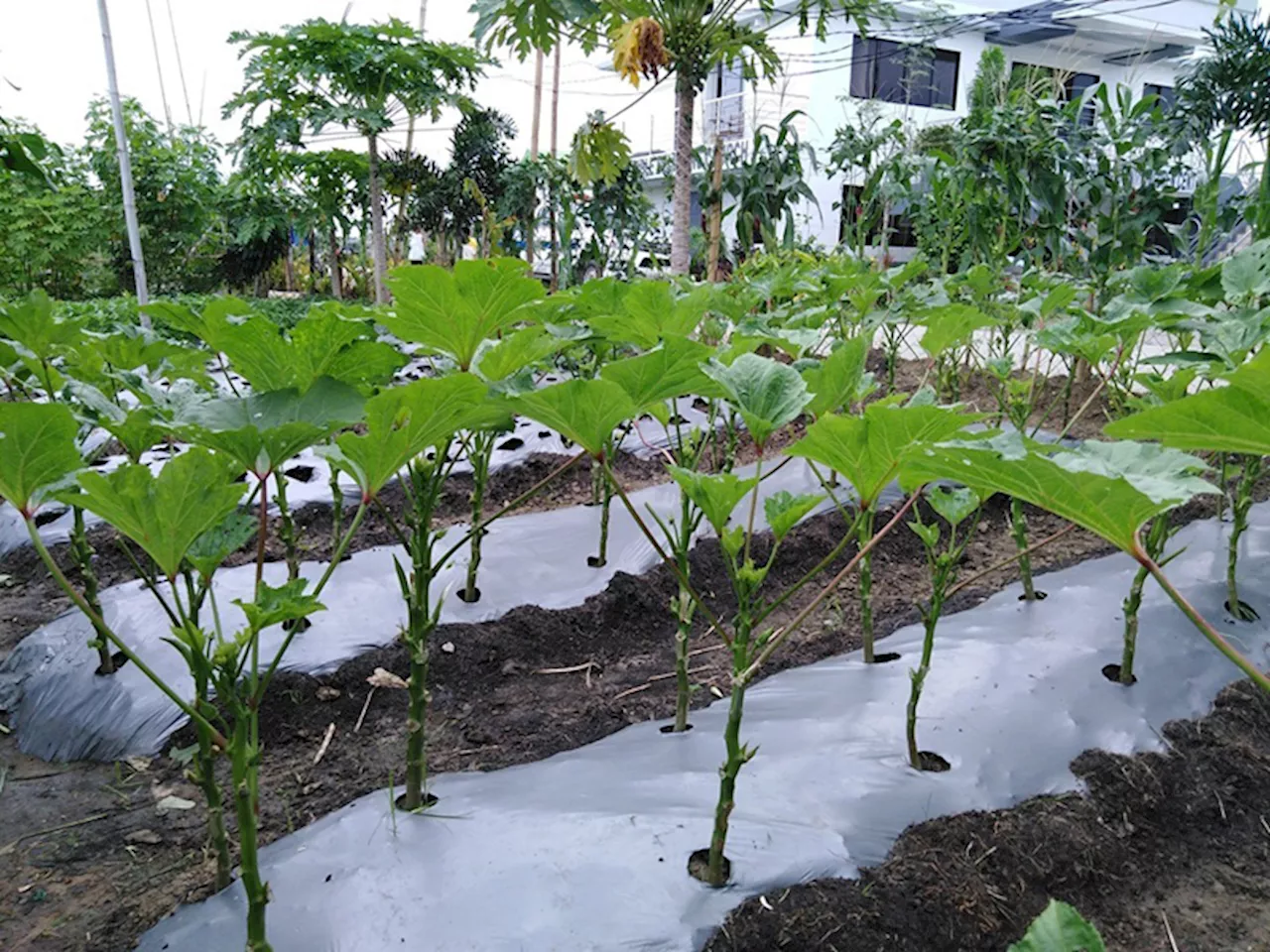 Unleash the ‘plantita’ in you: DILG urges growing fruits, vegetables via HAPAG gardens