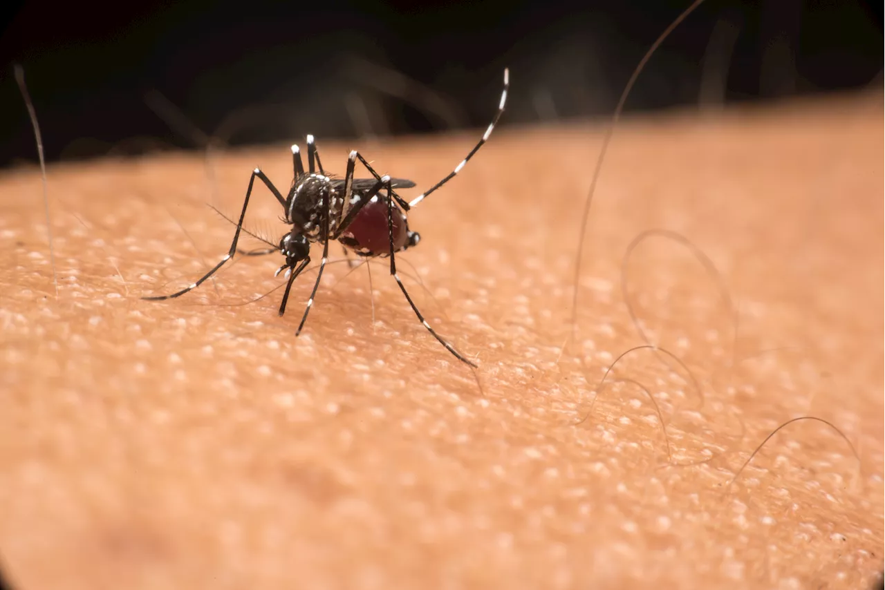 New Jersey reports first human cases of West Nile virus for 2024; officials urge precautions