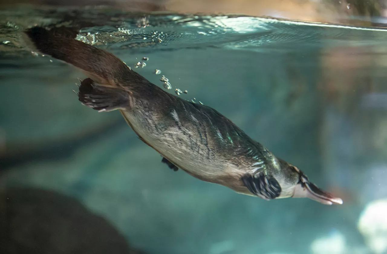 San Diego Zoo joins international project to help survival of the platypus