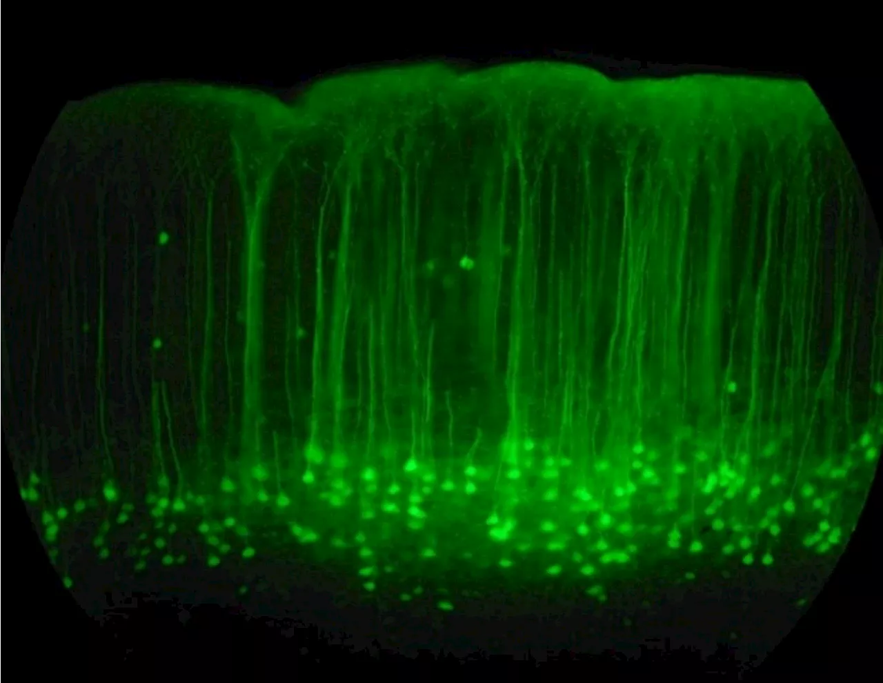 Novel electrical impedance technique enhances drug testing for cardiac safety