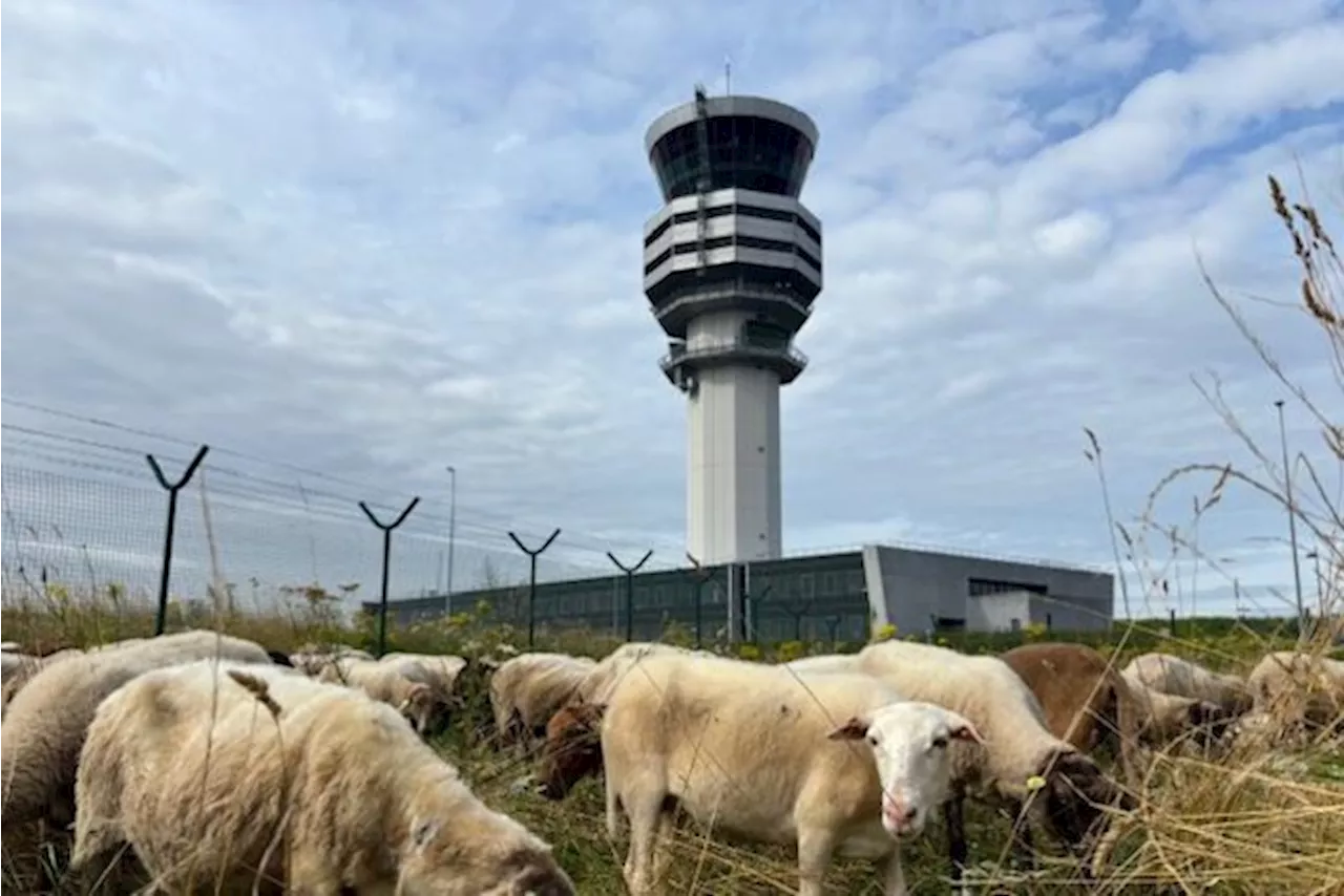 200 schapen ‘maaien’ deze zomer het gras op Brussels Airport