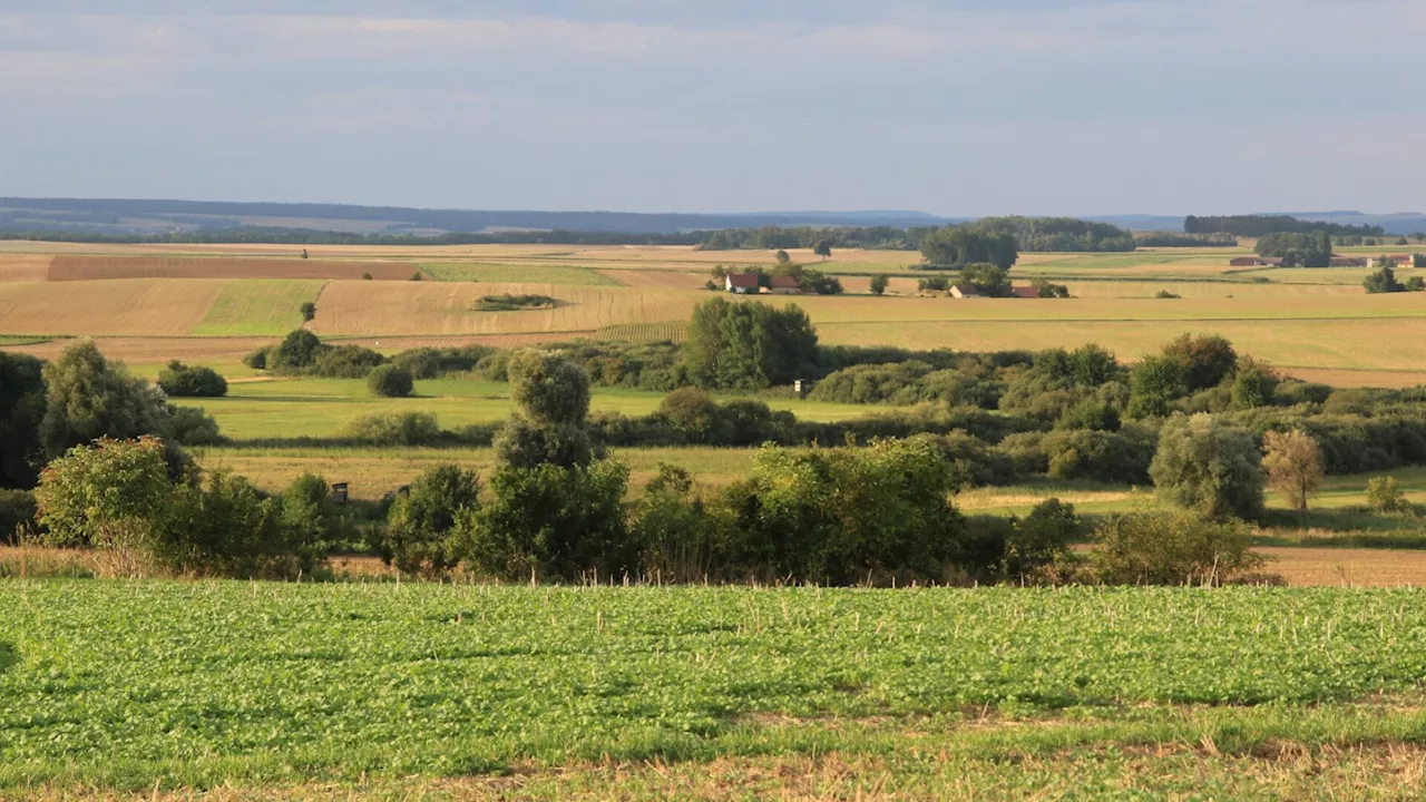 Das Wasser fehlt: Maissauer Feuchtgebiet soll gerettet werden