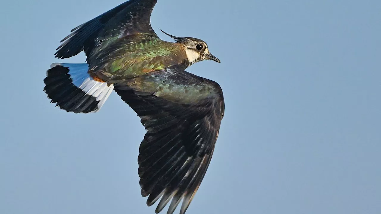 Bayern: Vogelsterben: Mehrere hundert tote Tiere in Pocking entdeckt