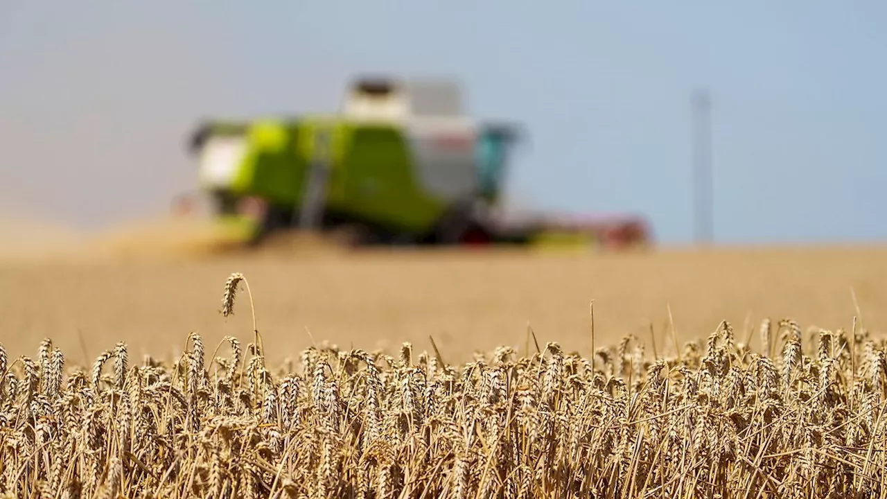 Nordrhein-Westfalen: Landwirte bauen deutlich weniger Weizen an