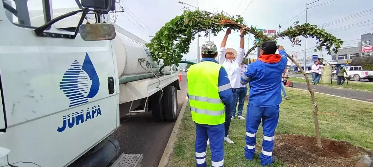 Para mejorar imagen urbana, plantan árboles en el Eje Norponiente de Celaya