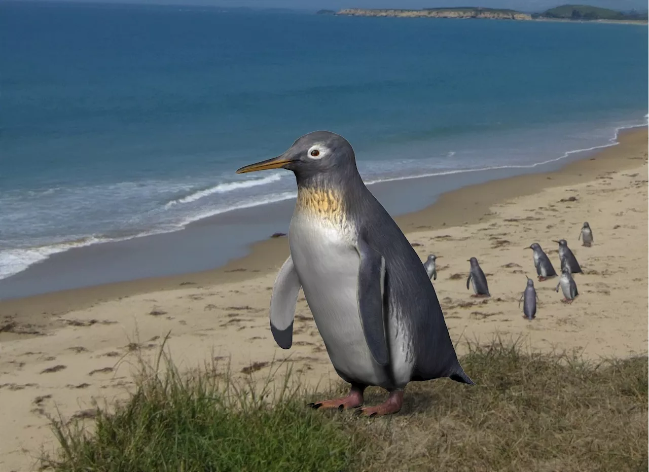 Penguin wing fossil shows importance of Zealandia in penguin evolution