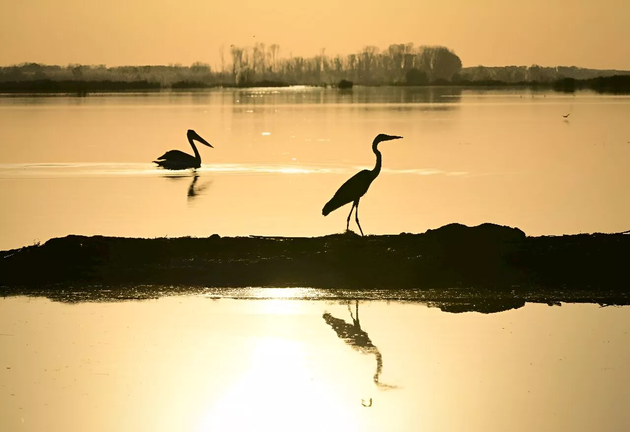 Reclaimed by floods, wildlife returns to Romania's Danube Delta