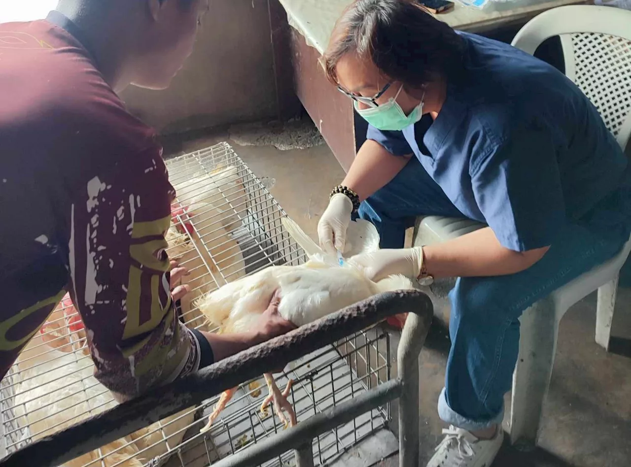 DA: No bird flu outbreak in Tarlac