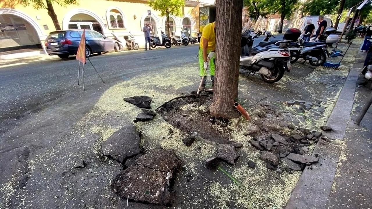 Via il catrame ed i sampietrini dalle radici: liberati gli alberi di Prati