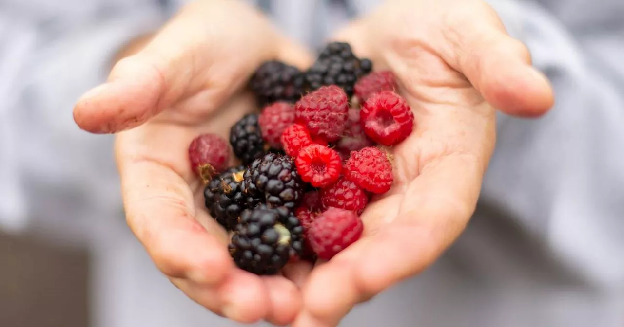 Saisonkalender: Dieses Obst und Gemüse gibt es im August