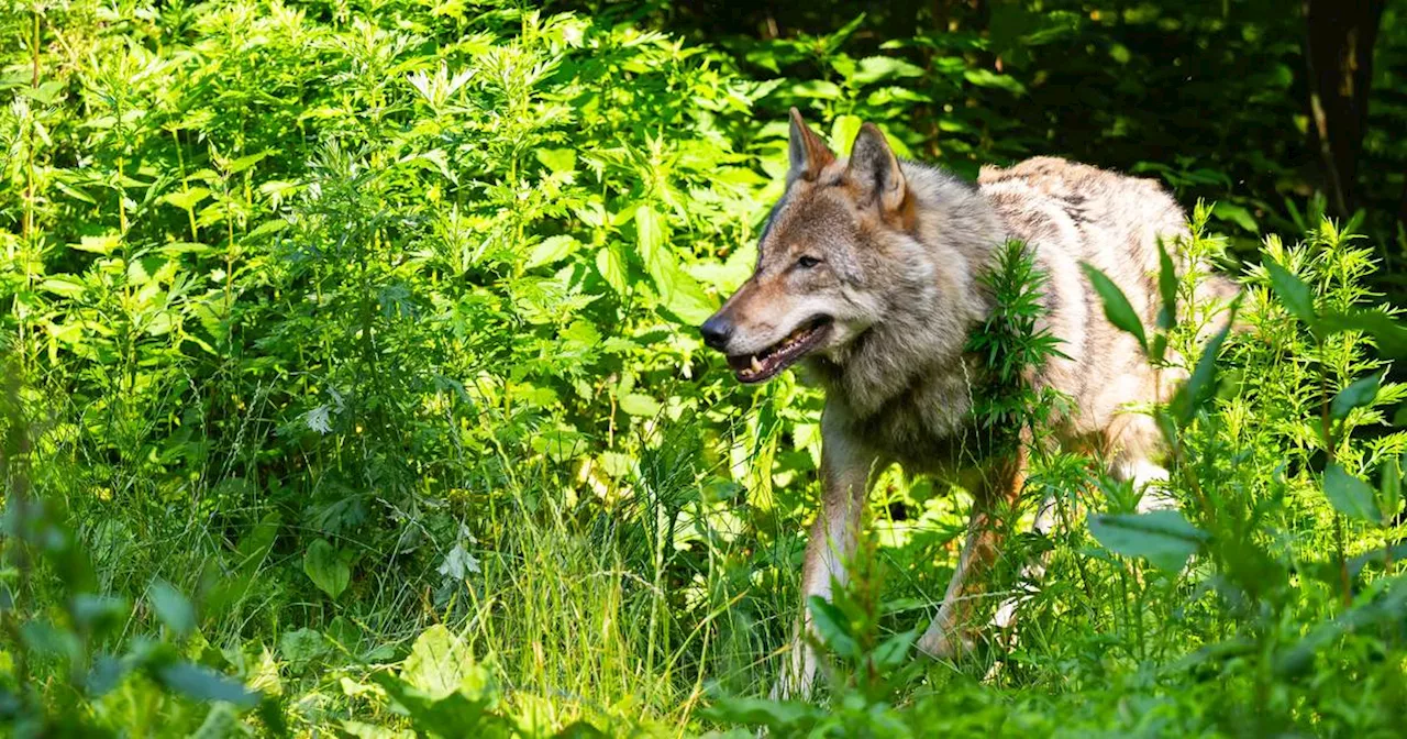 Utrecht Ridge Hills: Wolf sorgt für Unruhe - Vorsicht mit Kindern