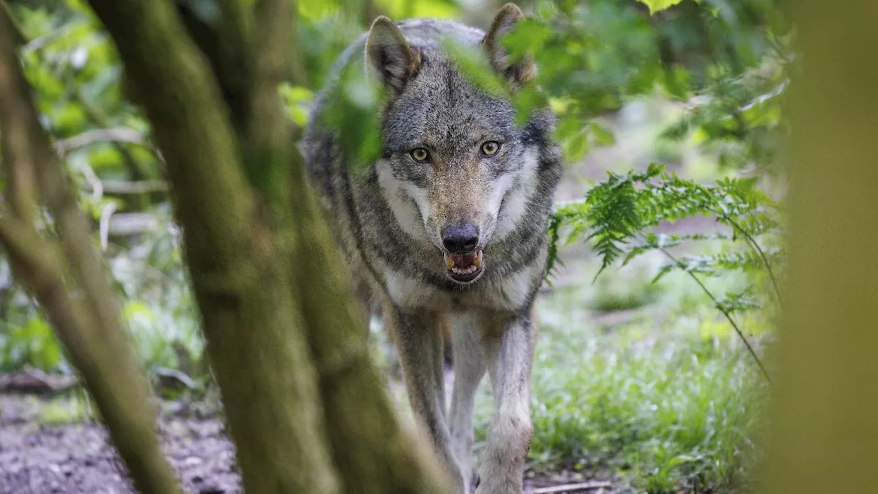 Kind in den Niederlanden von Wolf attackiert - Polizei warnt Eltern im Utrecht-Ridge-Hills-Gebiet