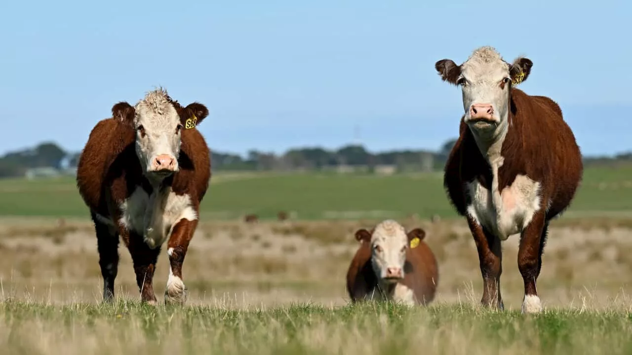 Australia one of the biggest producers of a climate change 'supercharger', new report says